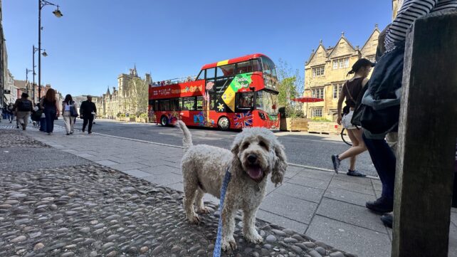 Archie, a labradoodle, looking very happy in front of a City Sightseeing Oxford open-top tour bus.