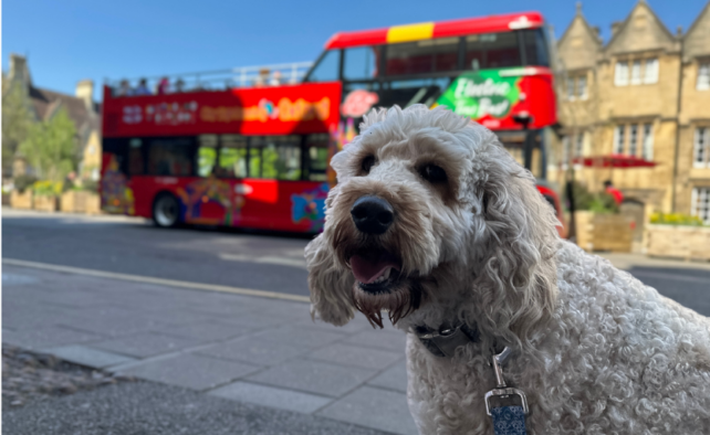 Archie, a labradoodle, sits very properly in front of a City Sightseeing Oxford open-top tour bus.