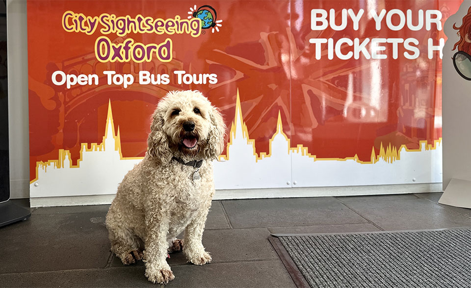 Archie, the dog tester-in-chief for City Sightseeing Oxford, sits in front of the ticket counter. The counter displays the words: "City Sightseeing Oxford, Open Top Bus Tours, buy your tickets here."